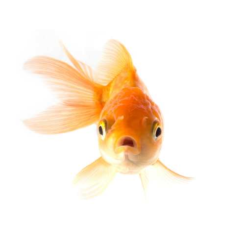 How to take care of a goldfish?