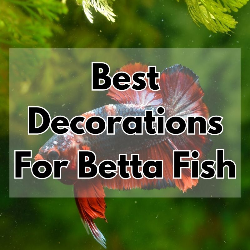 Best Decorations For Betta Fish