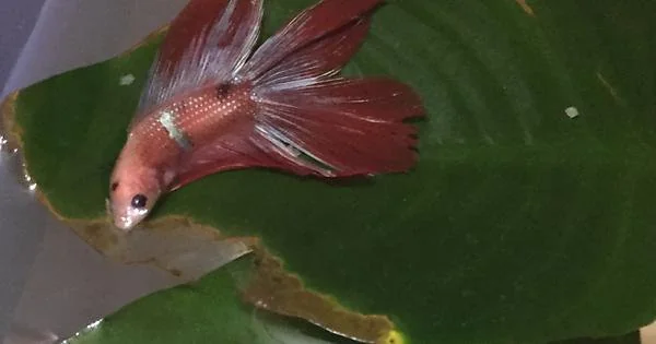 betta sleeping on hammock