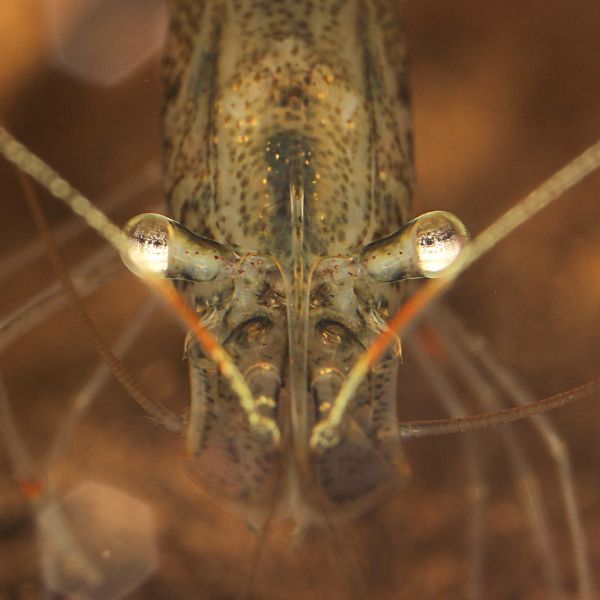 Ghost Shrimp