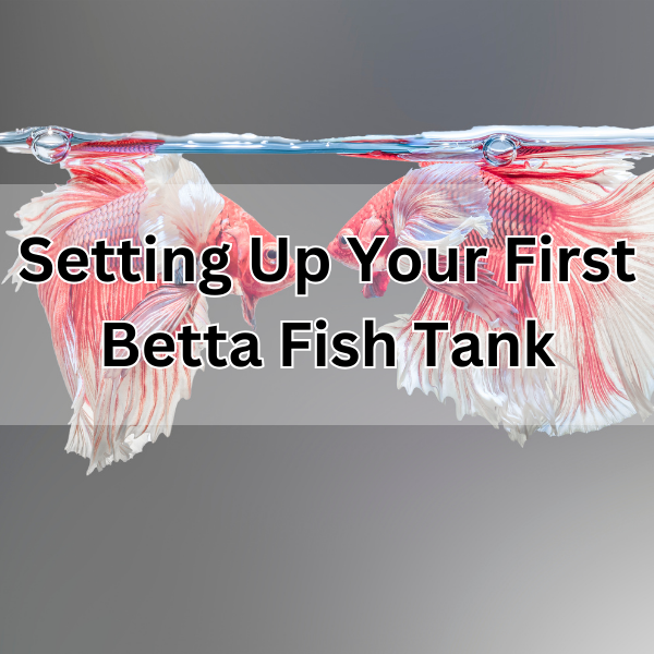 How to Set up Your First Betta Fish Tank