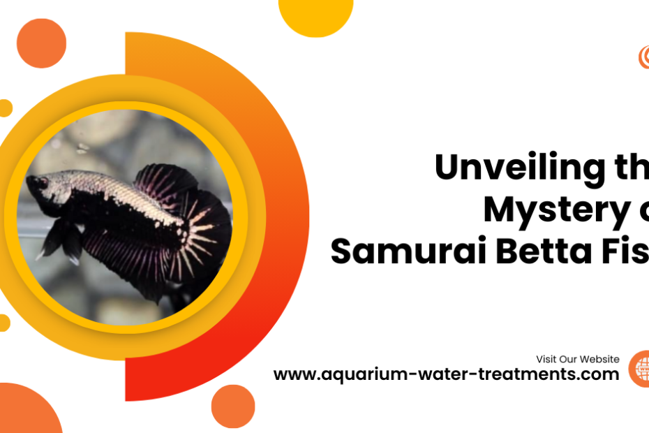 Samurai Betta Fish