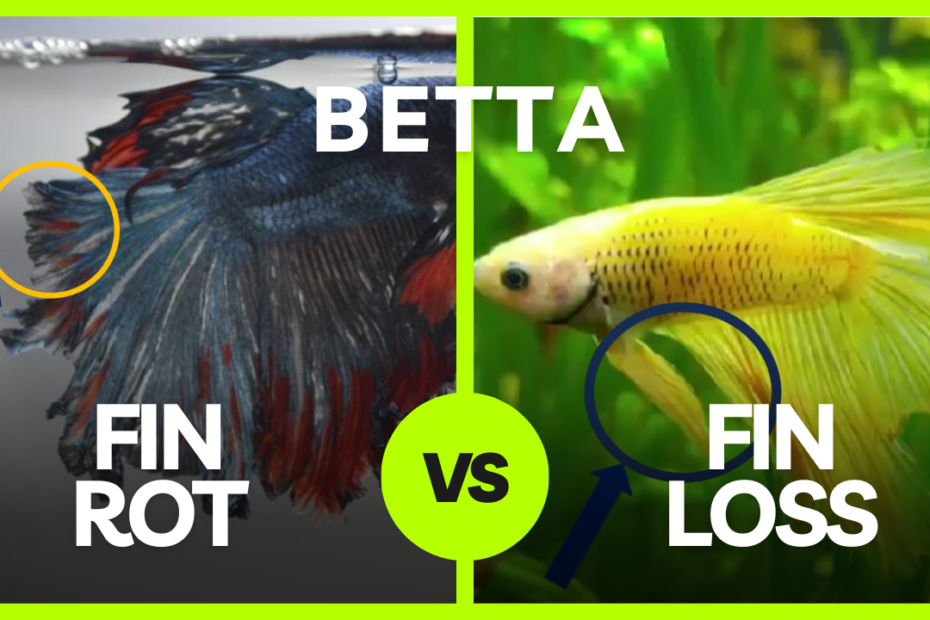 betta fin rot vs fin loss
